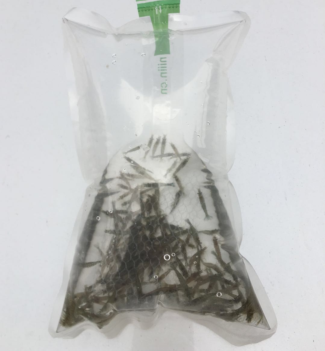 黑壳虾除藻控顺丰包活邮
