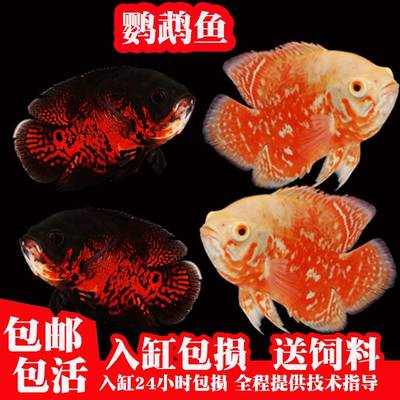 黑地图鱼红白猪仔招财风