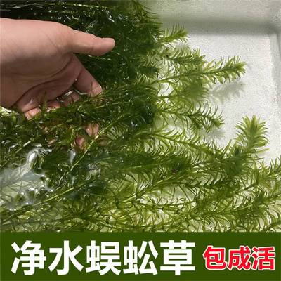 净水蜈蚣草植物绿菊淡养