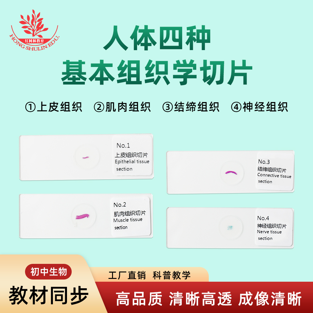 人体四种基本组织学切片初中生物学教材同步学生科学实验观察玻片