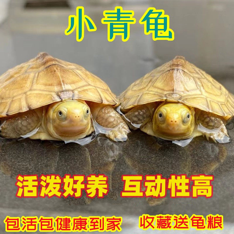纯种金钱龟皖南三黄小青龟北石金钱龟苗陆养活体小宠物小乌龟活物,童装/婴儿装/亲子装,马甲,淘宝优惠券,粉丝福利购,淘宝优惠卷