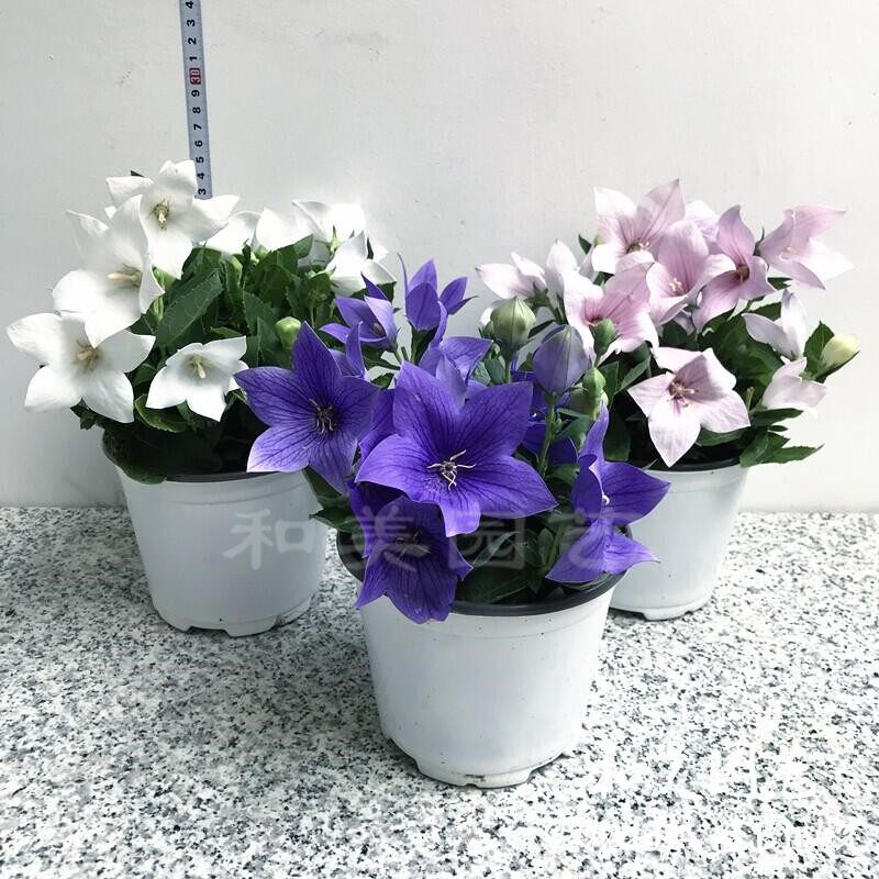 中华桔梗盆栽带花发 庭院阳台花卉 多年生趣味蓝色铃铛花 包邮