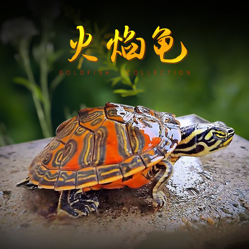 火焰龟深水家养冷水乌龟活物招财长寿龟小甜甜圈清洁龟观赏小宠物,纺织面料/辅料/配套,服装加工设备,淘宝优惠券,粉丝福利购,淘宝优惠卷