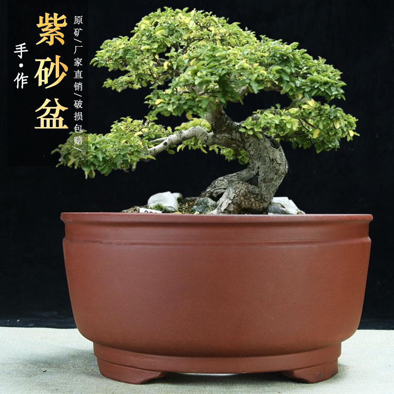 超大圆口紫砂兰花盆特价