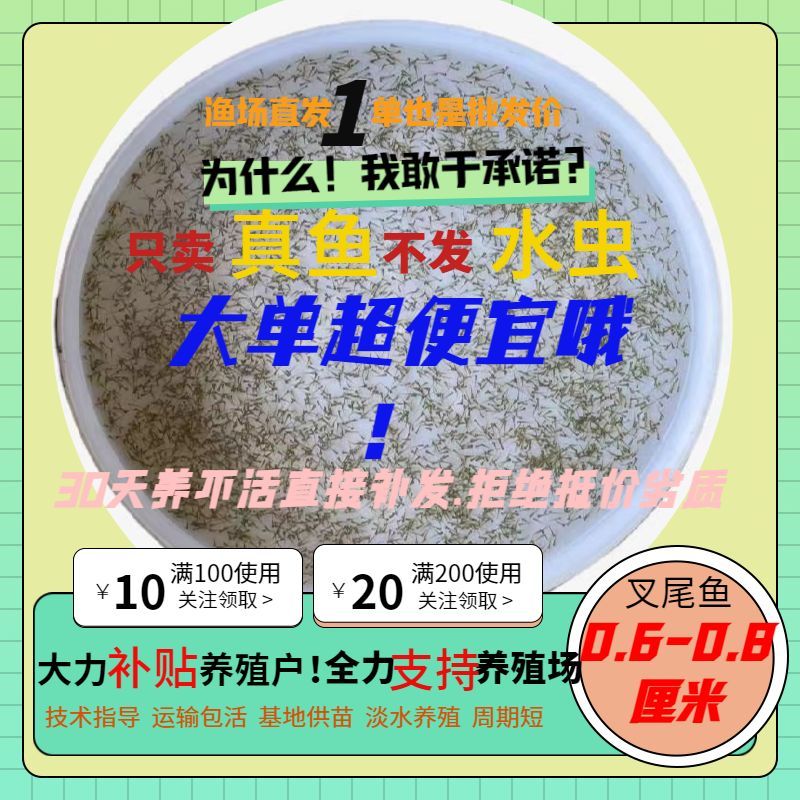 鮰鱼苗斑点叉尾淡水养殖