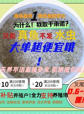 鮰鱼苗斑点叉尾淡水养殖