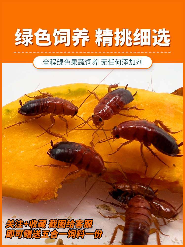 樱桃蟑螂活体饲料樱桃红蟑螂幼体活虫爬宠爬虫鸣虫食物守宫金龙鱼,农机/农具/农膜,灌溉工具,淘宝优惠券,粉丝福利购,淘宝优惠卷