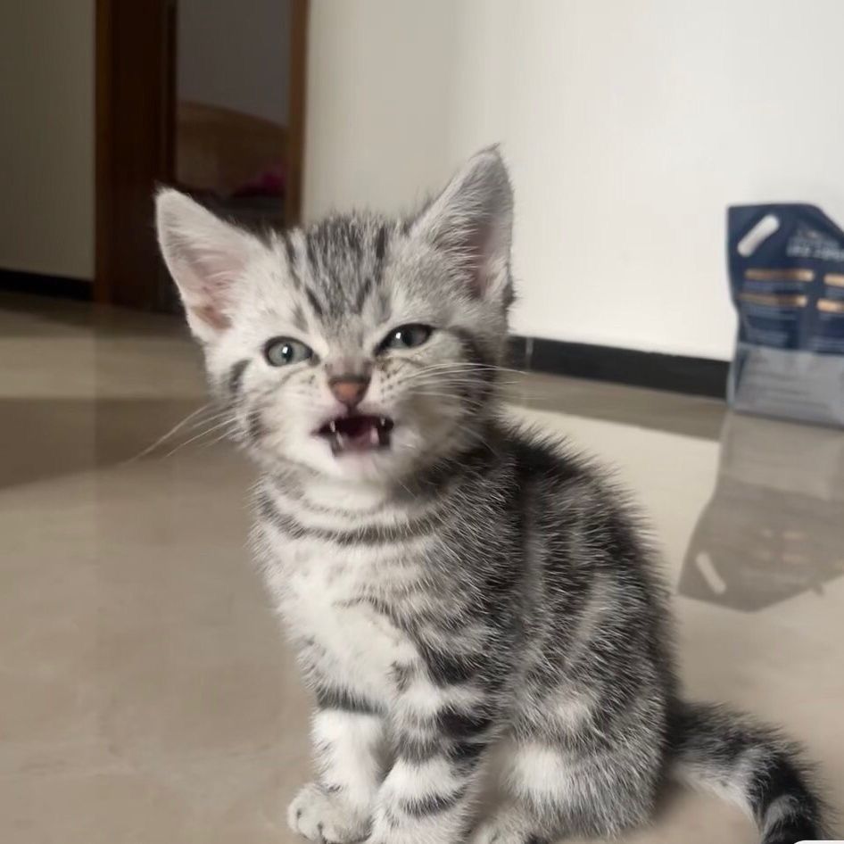 美短虎斑猫混血小咪不掉