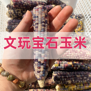 编号336-391文玩玉米手摆件 真玉米宝石玉米毛料补粒款 一物一拍