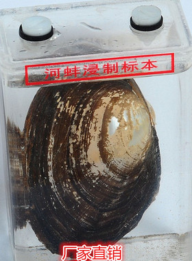 河蚌浸制标本43051小学科学 实验器材 学校用具 教学仪器