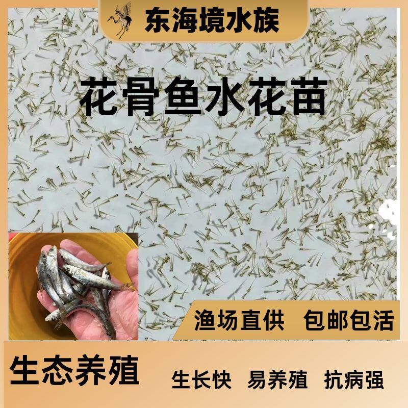 花骨鱼苗麻花鱼鸡浪鱼花姑鱼鸡虾苗花吉勾活体宠物食用冷淡水养殖