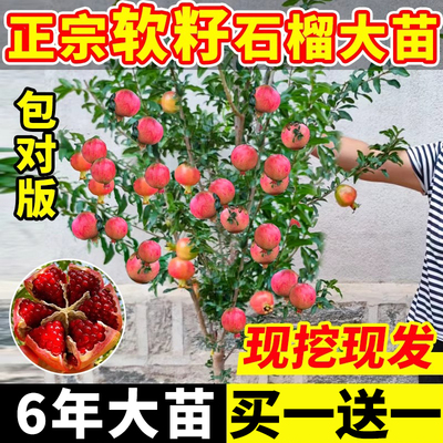 石榴树树苗突尼斯软籽盆