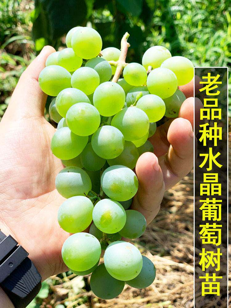 老品种水晶葡萄苗早熟青提阳台盆栽葡萄树苗庭院爬藤南方北方种植