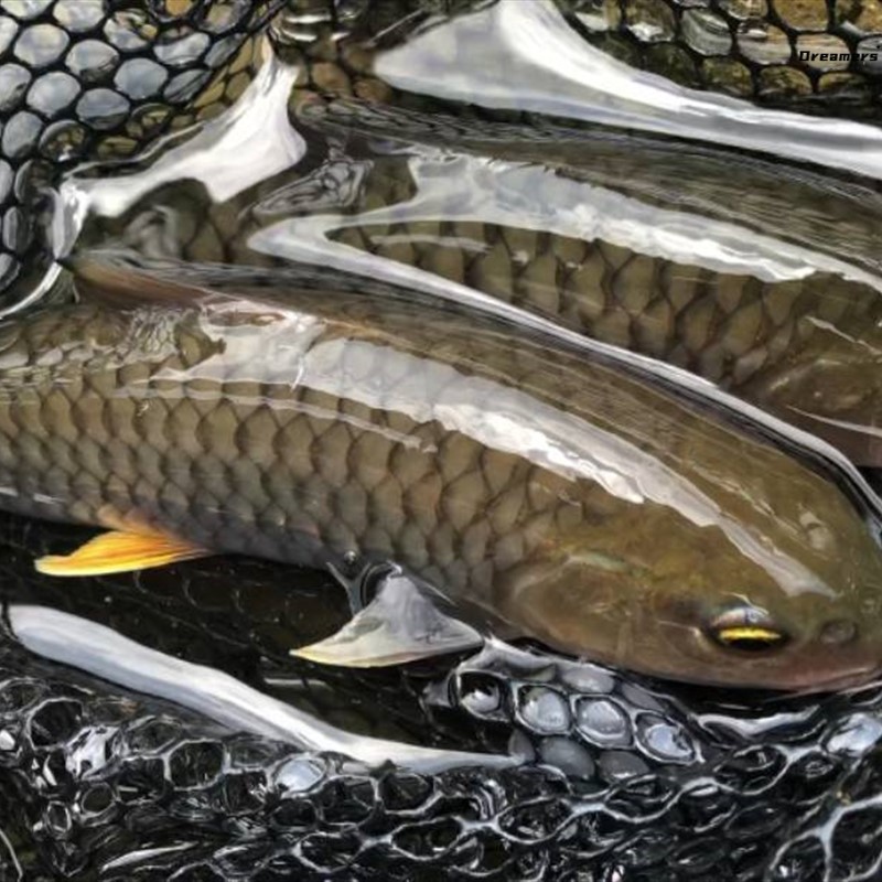 。军鱼 军鱼苗 军鱼活体 黄娟鱼 光倒刺鲃 原生鱼 凶猛鱼 观赏鱼