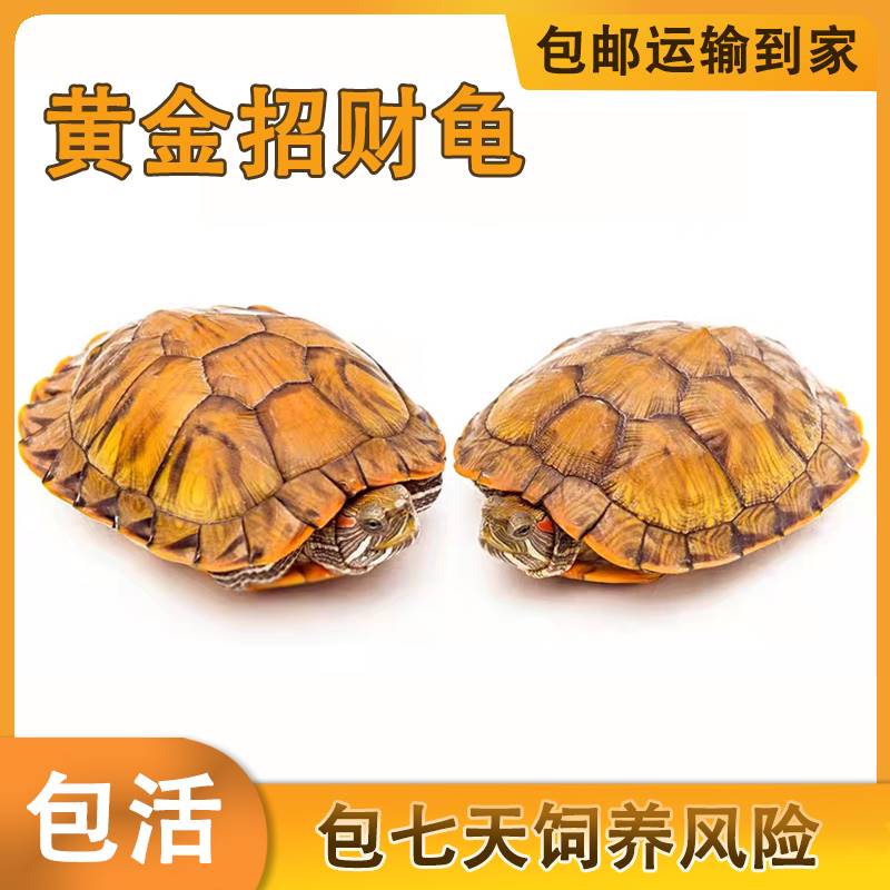 巴西龟小乌活物观赏宠苗
