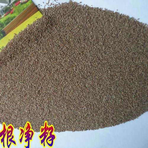 进口狗牙根种子(包衣)/矮