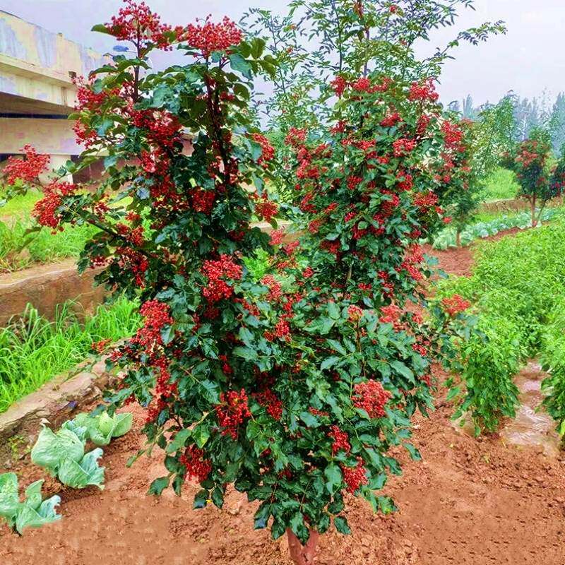 花椒树苗九叶青花椒大红袍花椒果苗果树地栽盆栽带土带叶当年结果