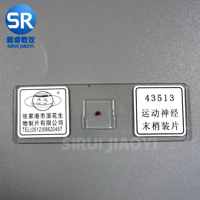 43513运动神经末梢装片 生物切片 张家港浪花牌 装片涂片教学仪器