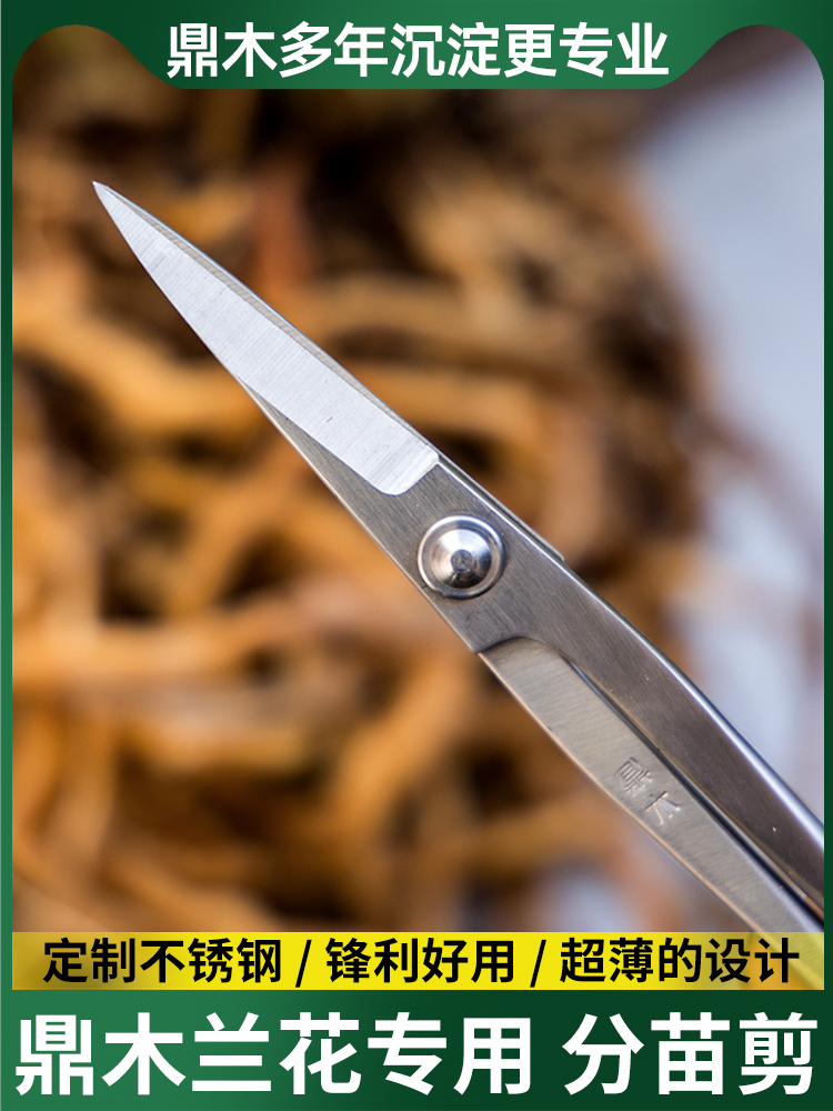 鼎木兰花分苗盆景修剪专