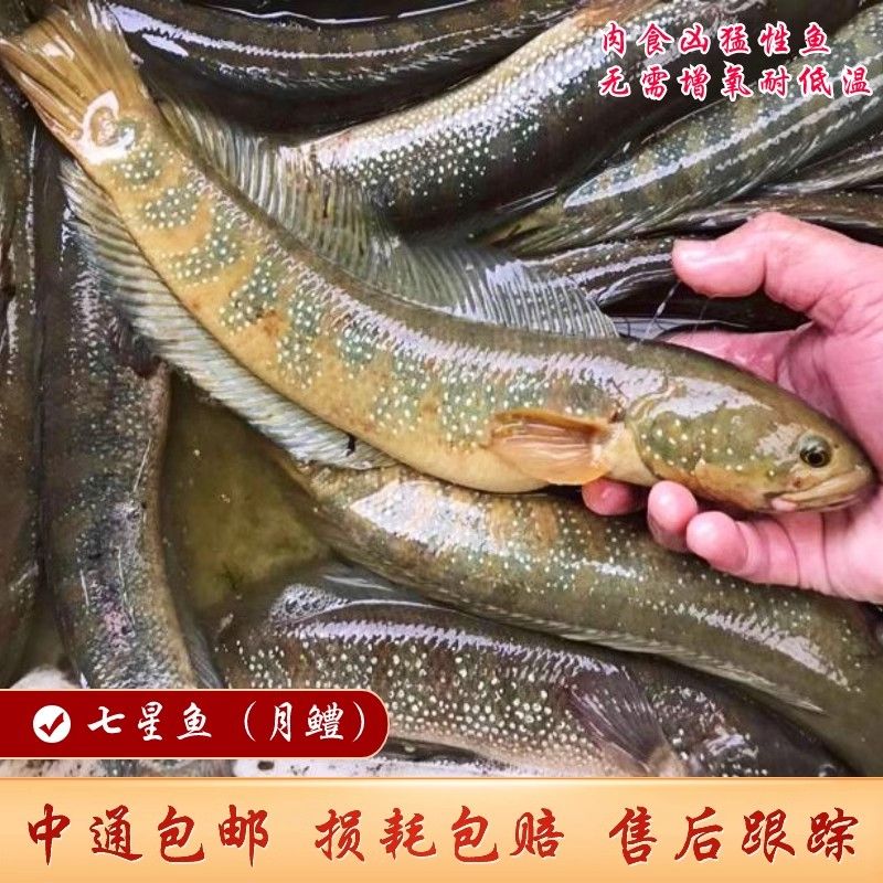 七星鱼苗淡水养殖山斑珍