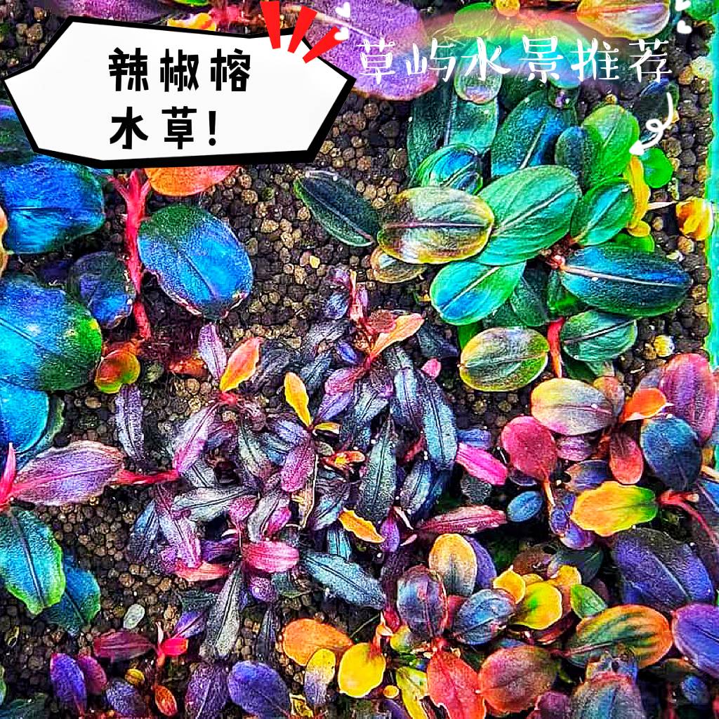 高端水草辣椒榕野株布朗