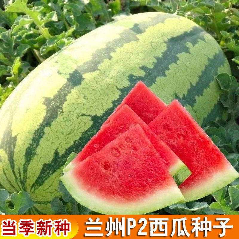 懒汉瓜王兰州P2西瓜种籽