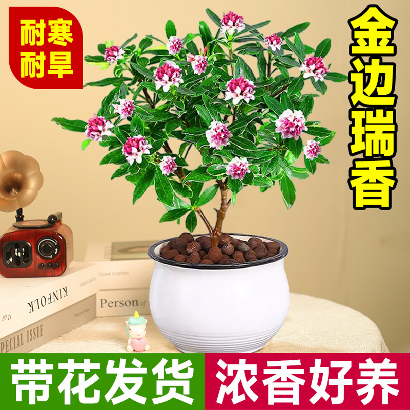 金边瑞香盆栽浓香型老桩大苗带花苞耐寒阳台花卉植物室内花年宵花