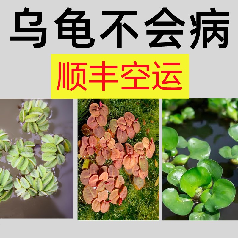 乌龟专用缸生态房子小别