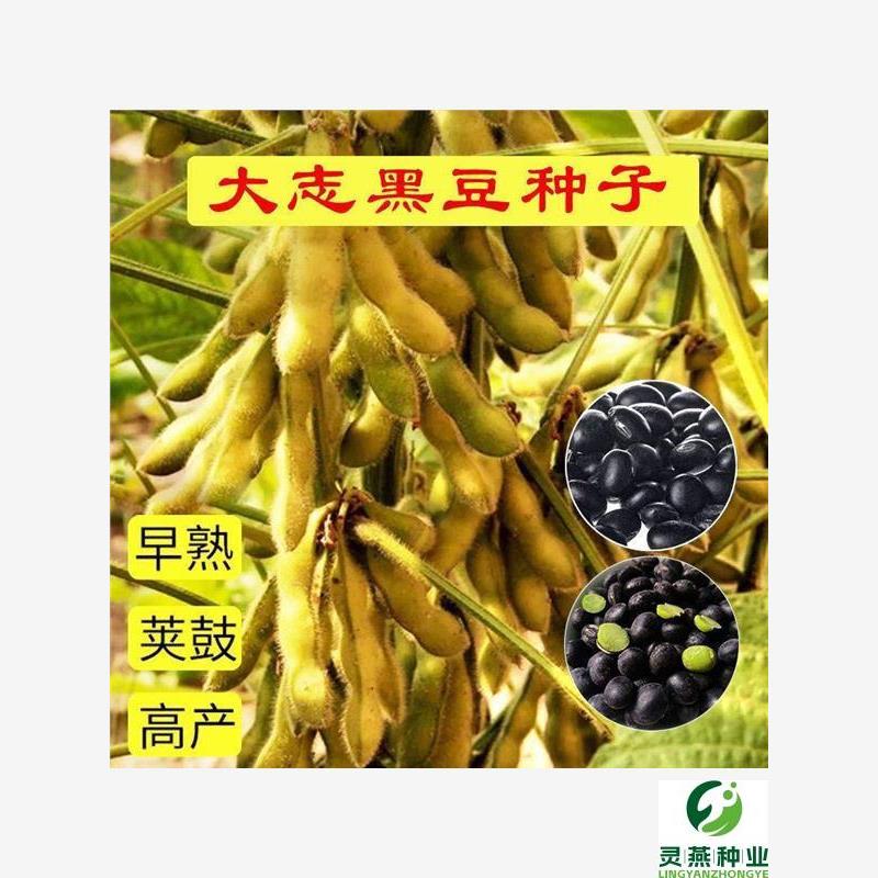 特大黑豆种子千斤王绿心图片
