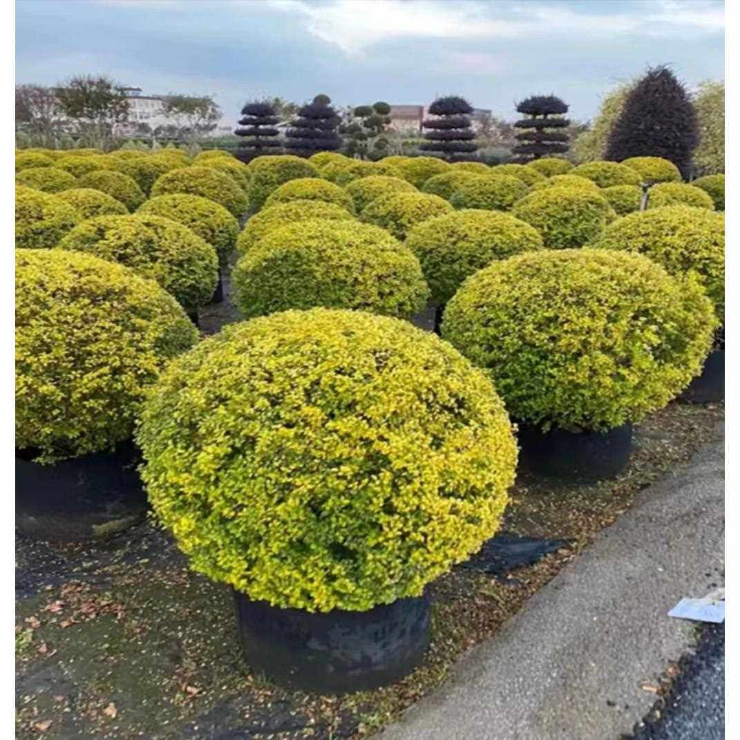 四季常青耐寒不落叶亮金女贞球亮晶女贞棒棒糖花园庭院球型植物
