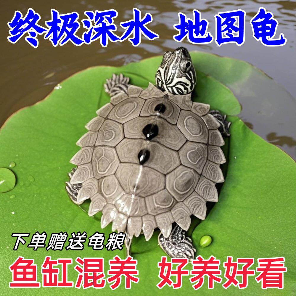深水地图乌龟鱼缸混养小乌龟活物密西西比地图天使眼黑瘤观赏宠物图片