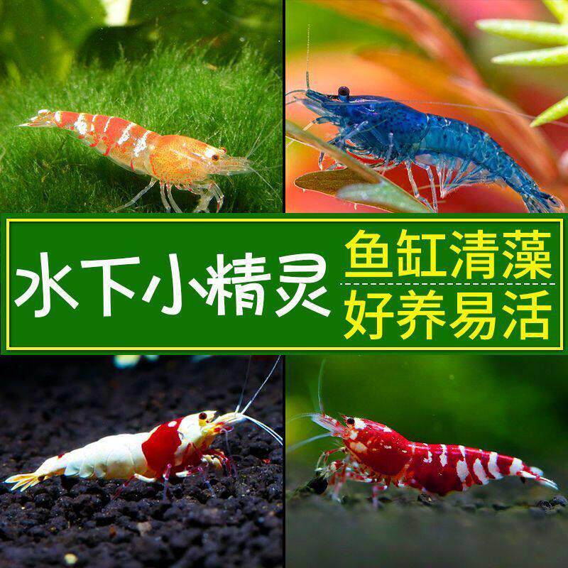 观赏虾淡水虾除藻虾清洁虾鱼缸工具虾水晶小虾宠物好养黑壳