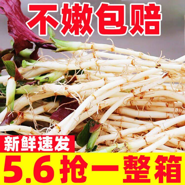 农家新鲜鱼腥草折耳根5斤应季蔬菜嫩叶根农家自种节耳根凉拌猪鼻
