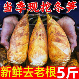 冬笋新鲜现挖毛竹笋农家野生春雷笋毛笋福建建瓯天目黄泥冬笋甜笋