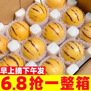 云南石林人参果5斤新鲜水果应当季整箱人心果人生果长生果长寿果