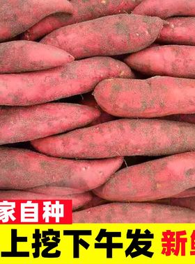 西瓜红蜜薯10斤新鲜农家自种红薯沙地糖心地瓜烟薯小香薯烤红薯10
