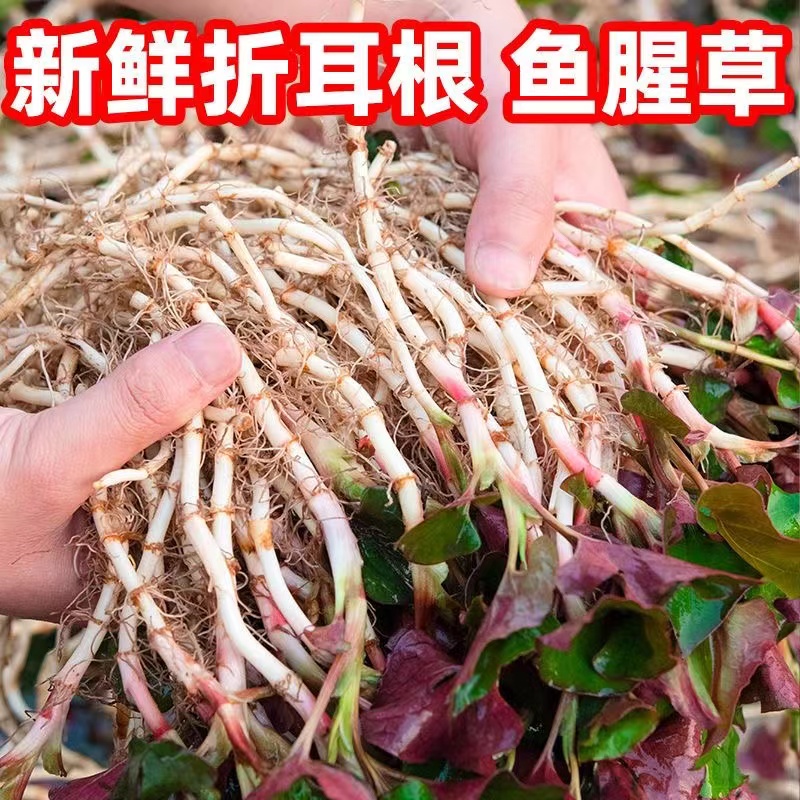 新鲜鱼腥草折耳根农家自种现挖猪鼻孔节儿根土特产蔬菜拌香菜即食