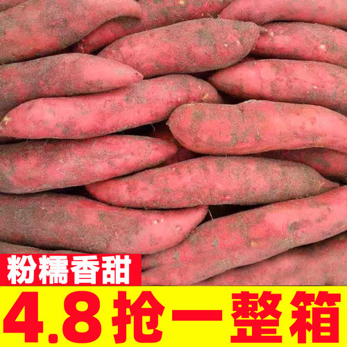 新鲜蜜薯10斤板栗红薯沙地番薯