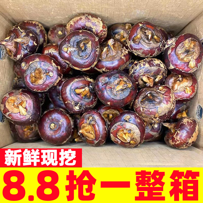 【马蹄推荐榜】新鲜现挖荸荠精选