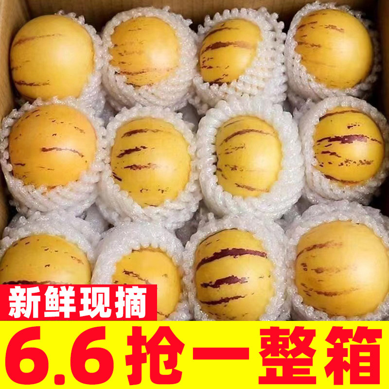 【人参果推荐榜】正宗云南七彩果