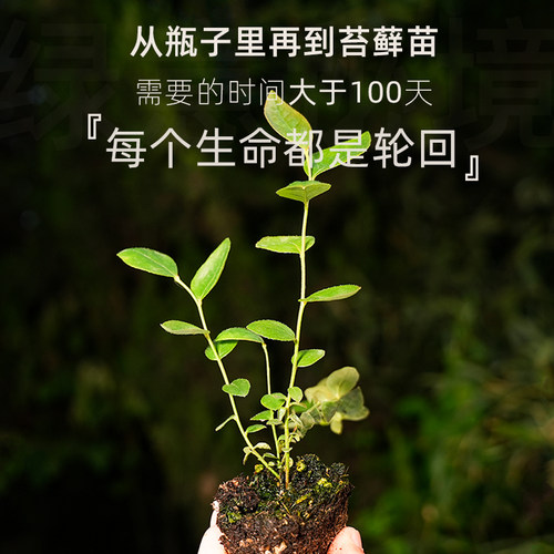 蓝莓苗脱毒试管组培苔藓苗正版奥尼尔绿宝石L25F6南高丛北高兔眼