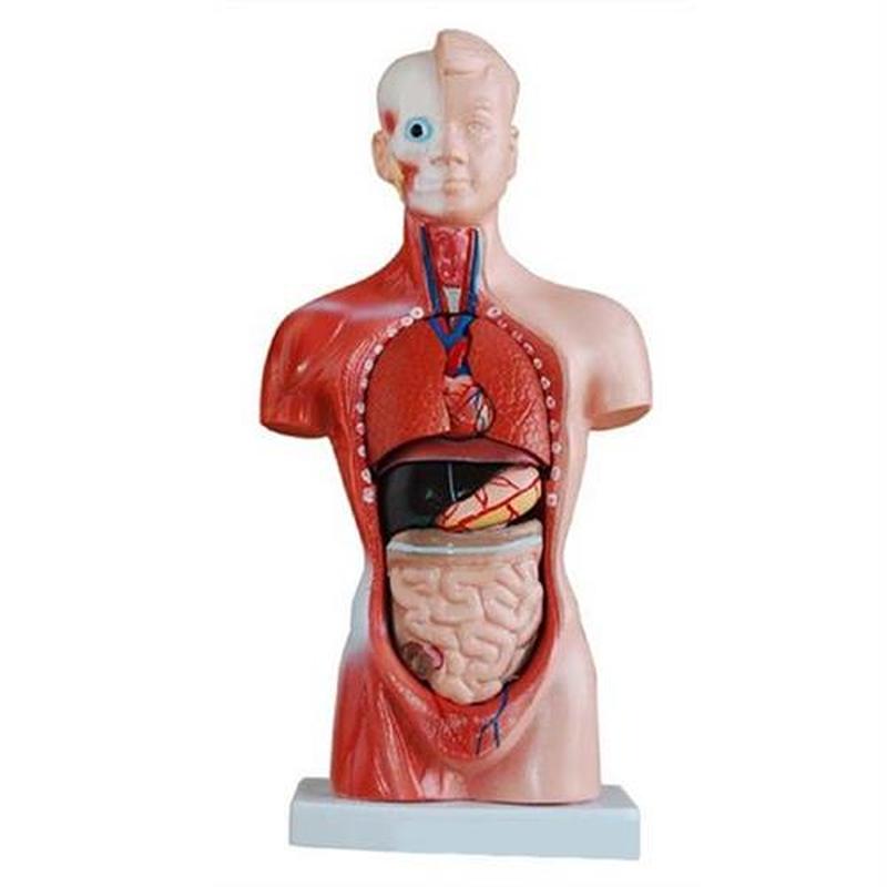 4D Anatomical Assembly Model Of Human Organs For Teaching