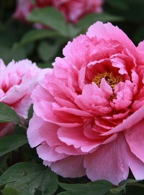Peony flower seeds Paeonia suffruticosa Andrews seeds Planti