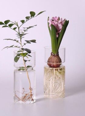 Transparent Hyacinth Terrarium Glass Vase Flower Planter Pot