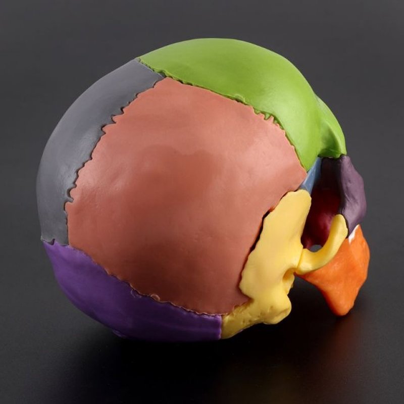 15pcs/set 4D Disassembled Skull Anatomical Model Detachable
