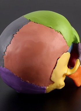 15pcs/set 4D Disassembled Skull Anatomical Model Detachable