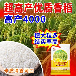 高产水稻种子常规稻谷两季早稻生育周期短矮杆抗倒中嘉早17原装稻