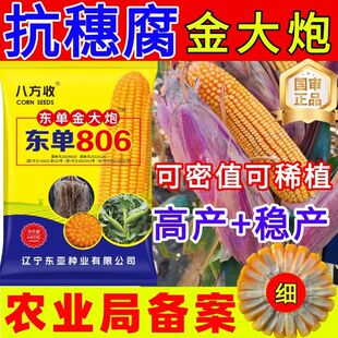 高产矮杆大棒国审玉米种子高产玉米品种东单806玉米种子高产抗倒