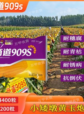 国审(商道909S)抗病抗倒深马齿红轴矮杆大棒玉米种子高产品种