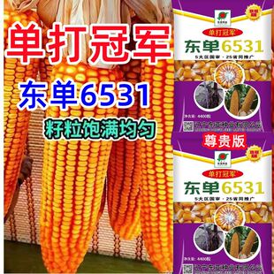 国审正品玉米种子东单6531农科院矮杆大棒抗病抗倒原装优质黄金粮